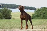 DOBERMANN 1099